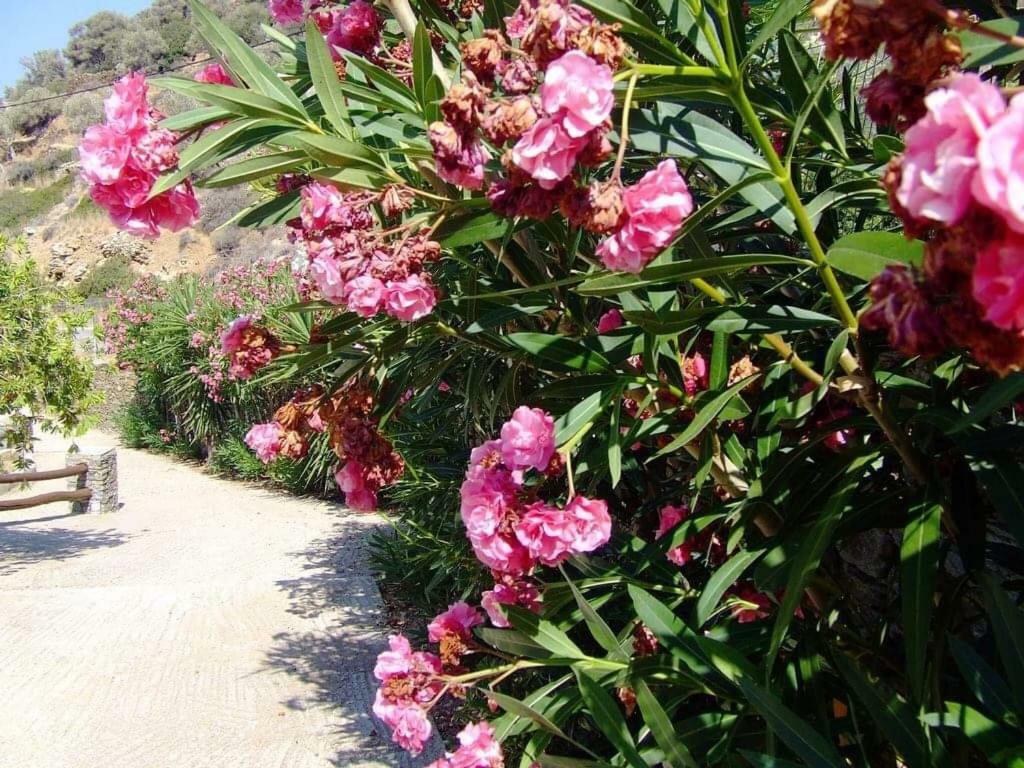 ואתי Villa Costa Studios מראה חיצוני תמונה